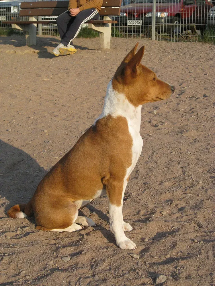 Basenji: foto 4