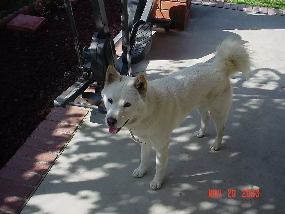 Jindo coreano: foto 4