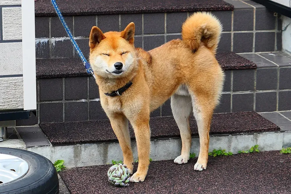 Shiba inu: foto 4