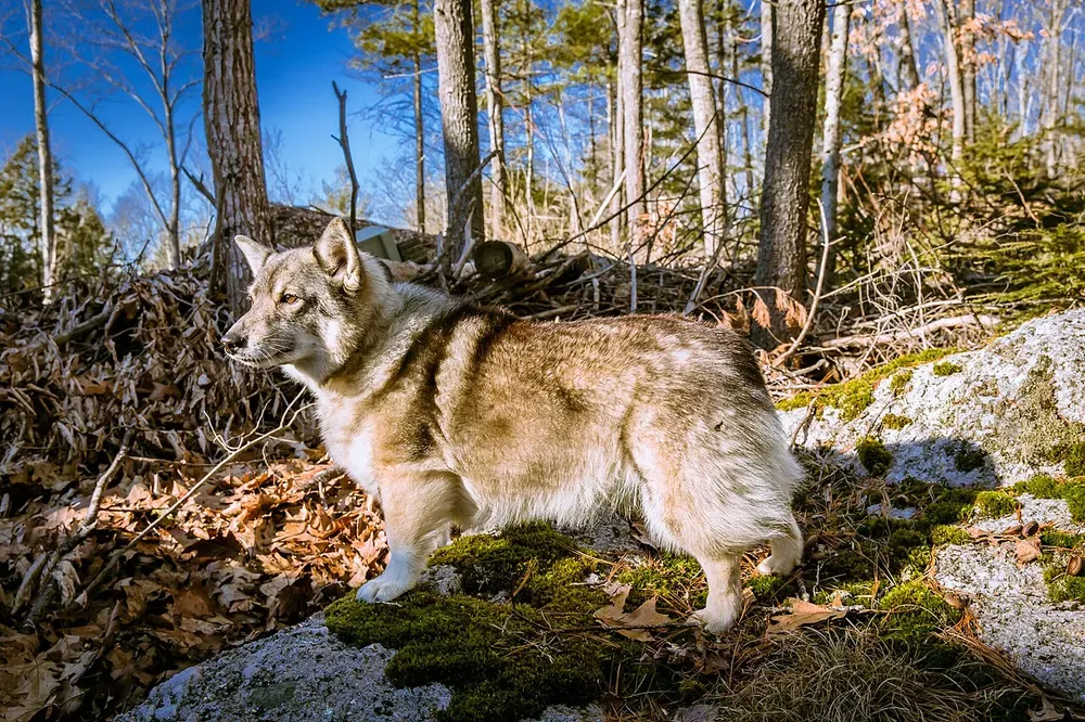Spitz de Västergötland (Vallhund sueco): foto 4