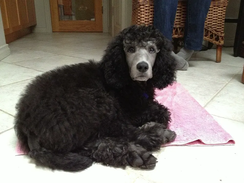 Caniche: foto 4