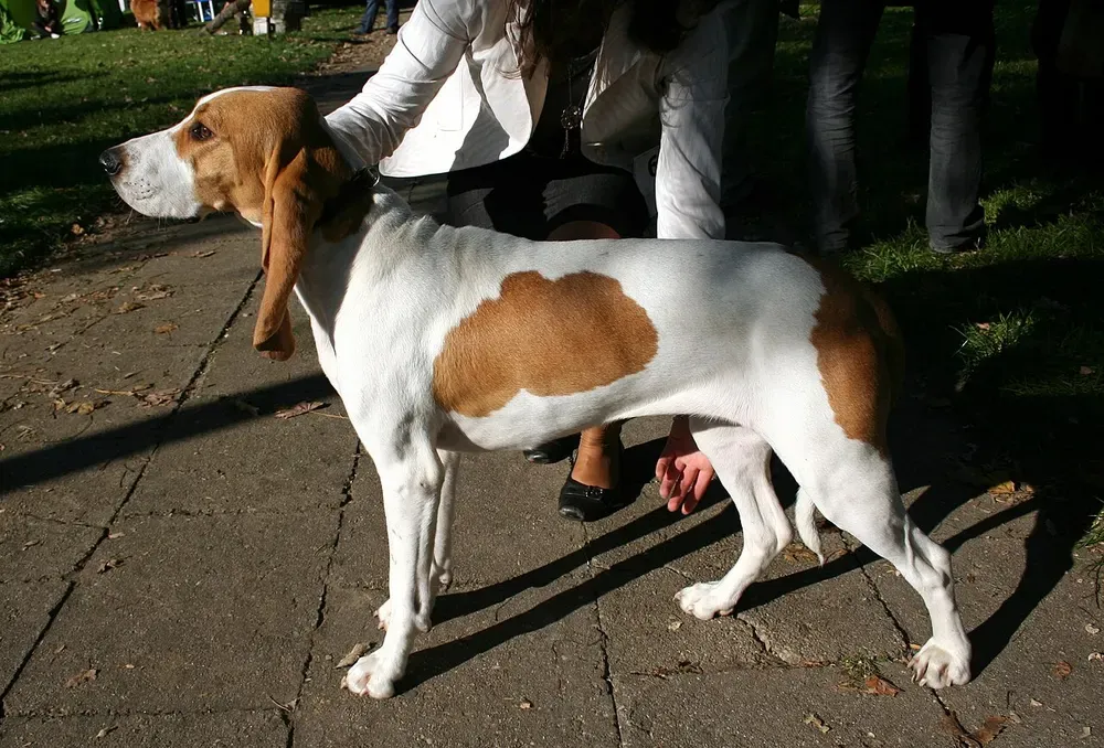 Sabueso suizo: foto 4