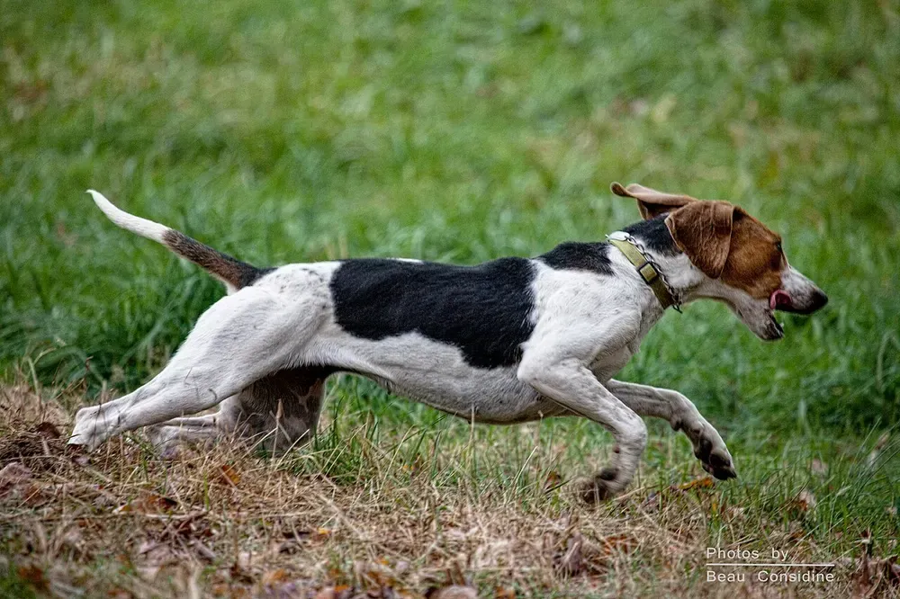 Foxhound inglés: foto 4