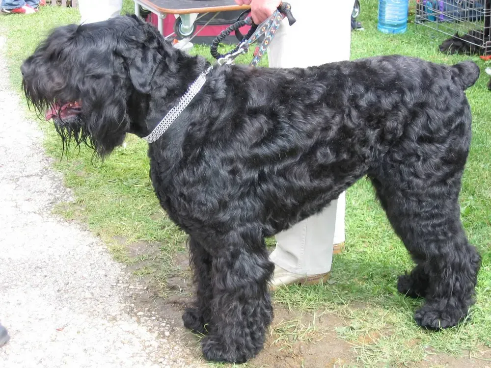 Terrier ruso negro: foto 4