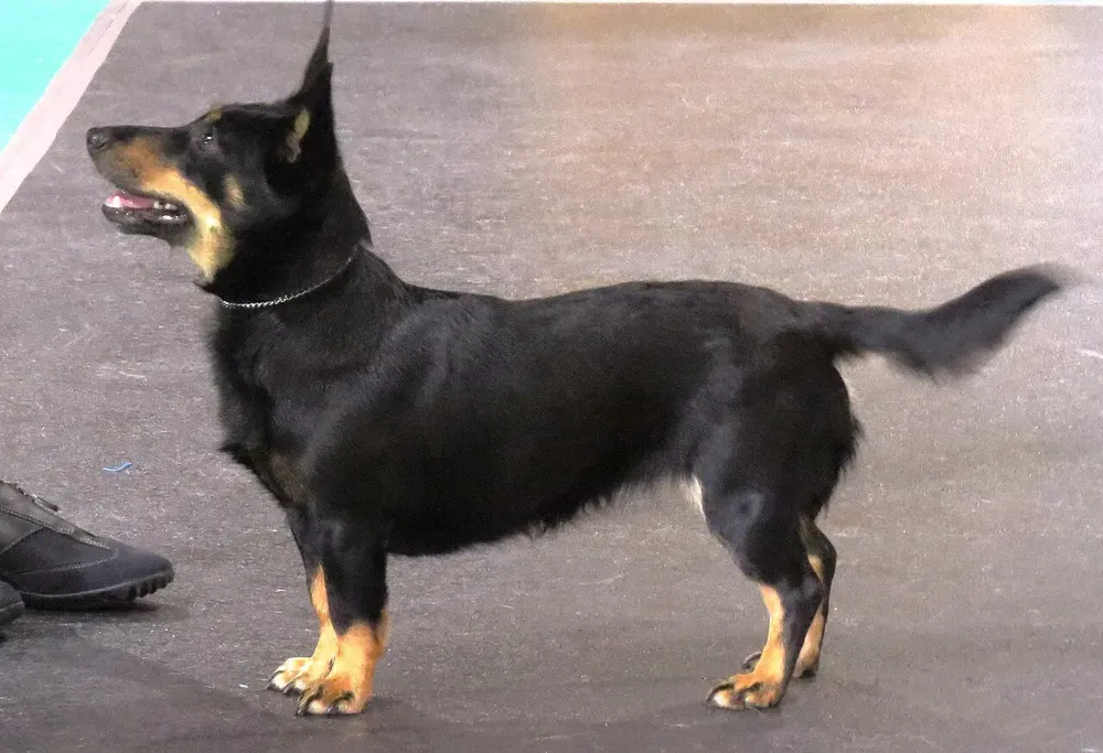 Lancashire heeler: foto 4