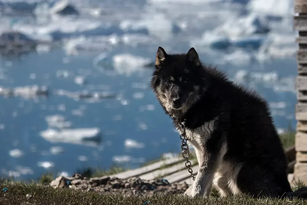 Perro de Groenlandia: foto 4