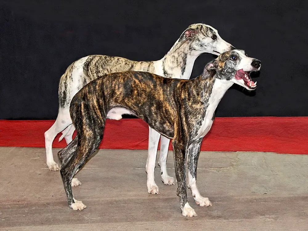 Whippet: foto 4