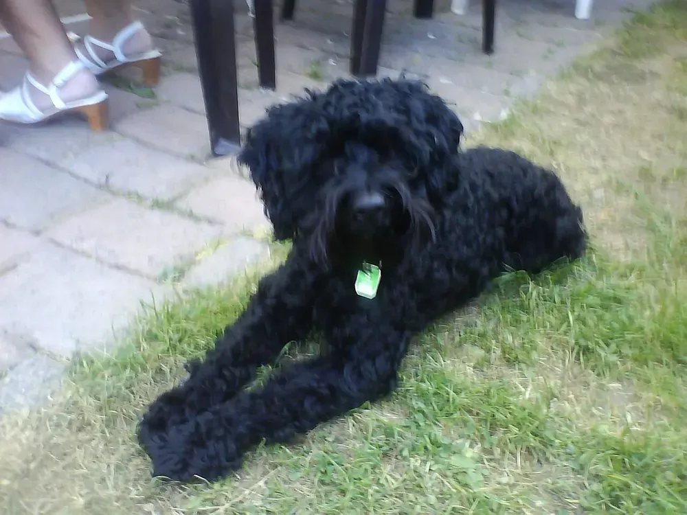 Schnoodle: foto 4
