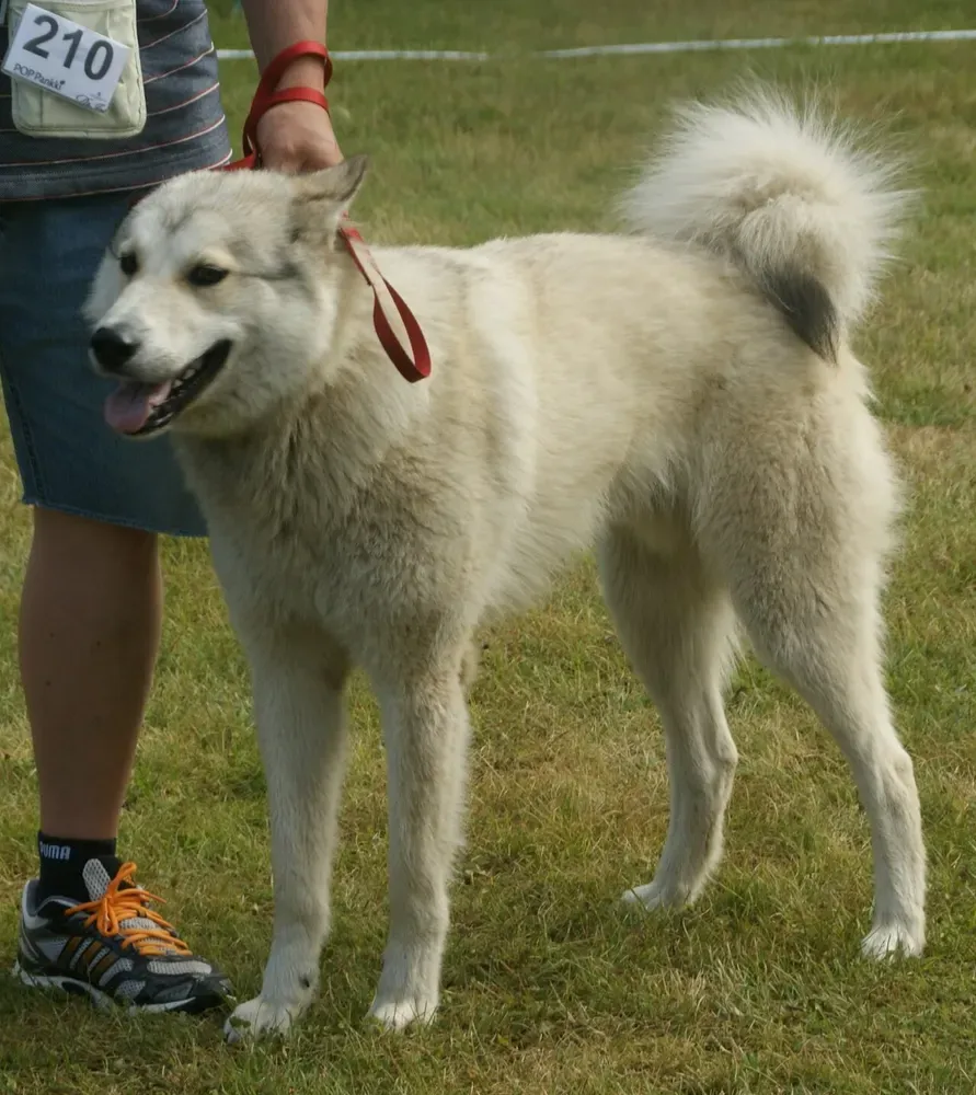 Laika de Siberia occidental: foto 4