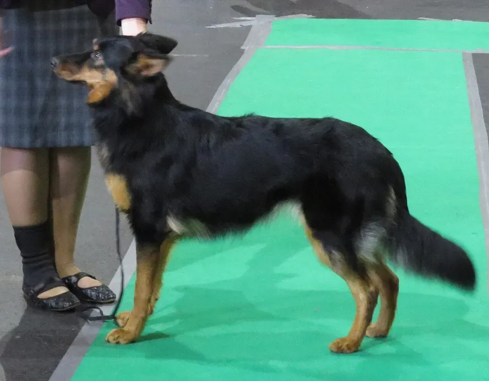 Perro de Bohemia (Chodsky pes): foto 4