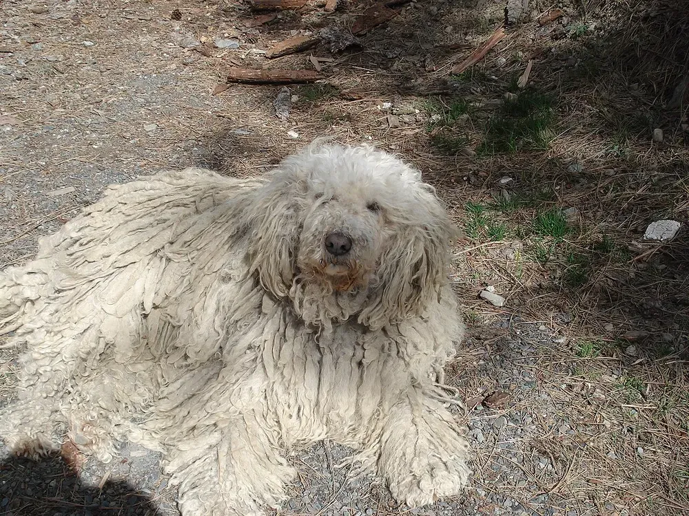 Komondor: foto 4