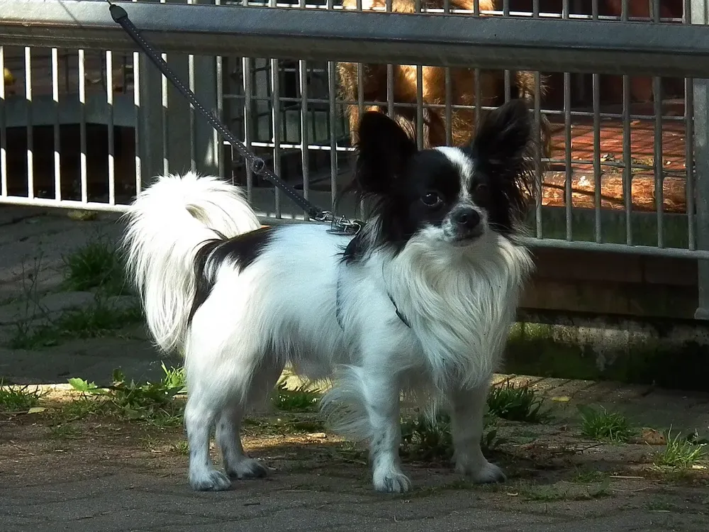 Spaniel enano continental (Papillón / Phalène): foto 5