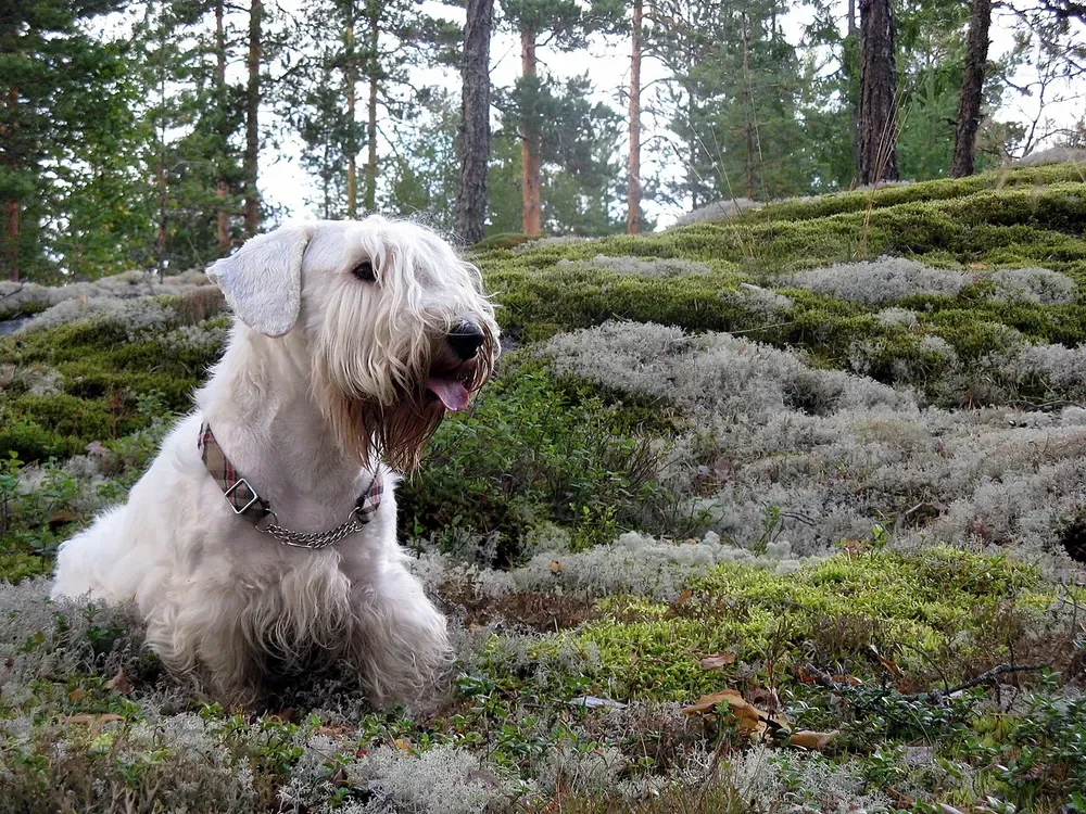 Sealyham terrier: foto 5
