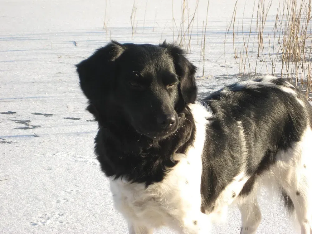 Stabyhoun: foto 5