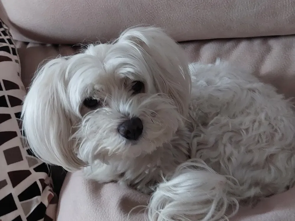 Bichón maltés: foto 5
