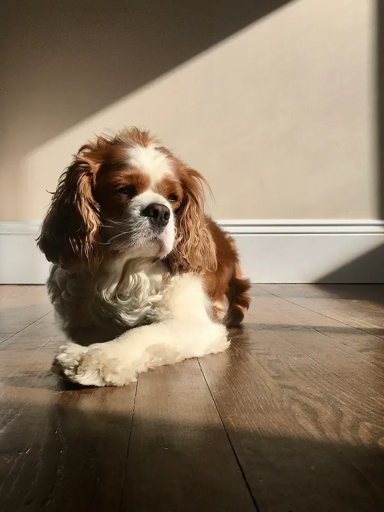Cavalier King Charles spaniel: foto 5