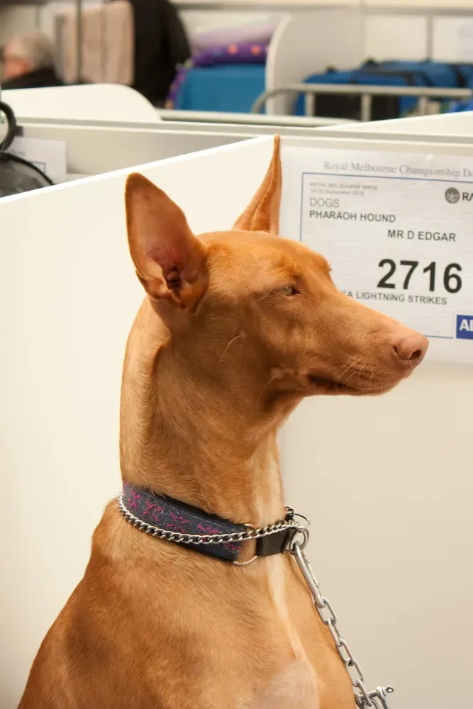 Perro del faraón: foto 5