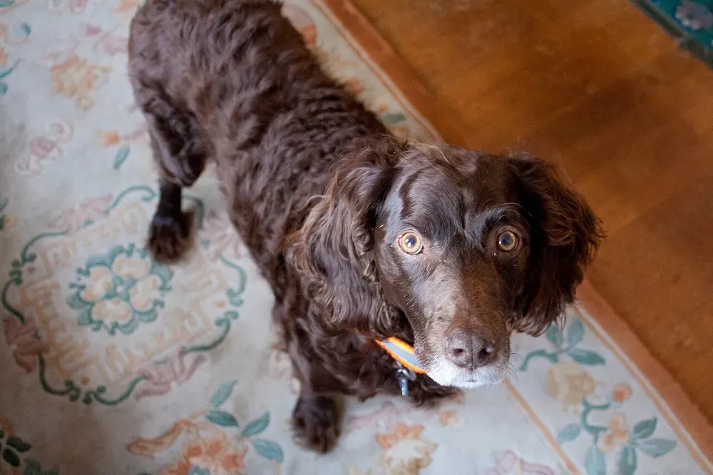 Boykin Spaniel: foto 5