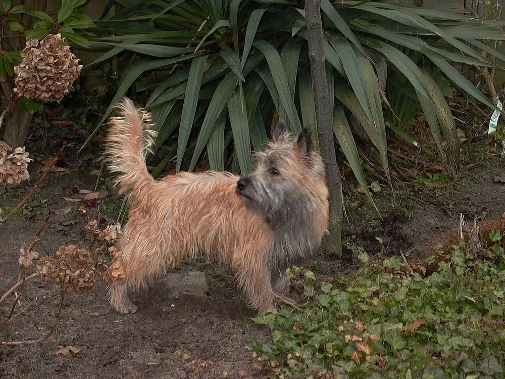 Cairn terrier: foto 5
