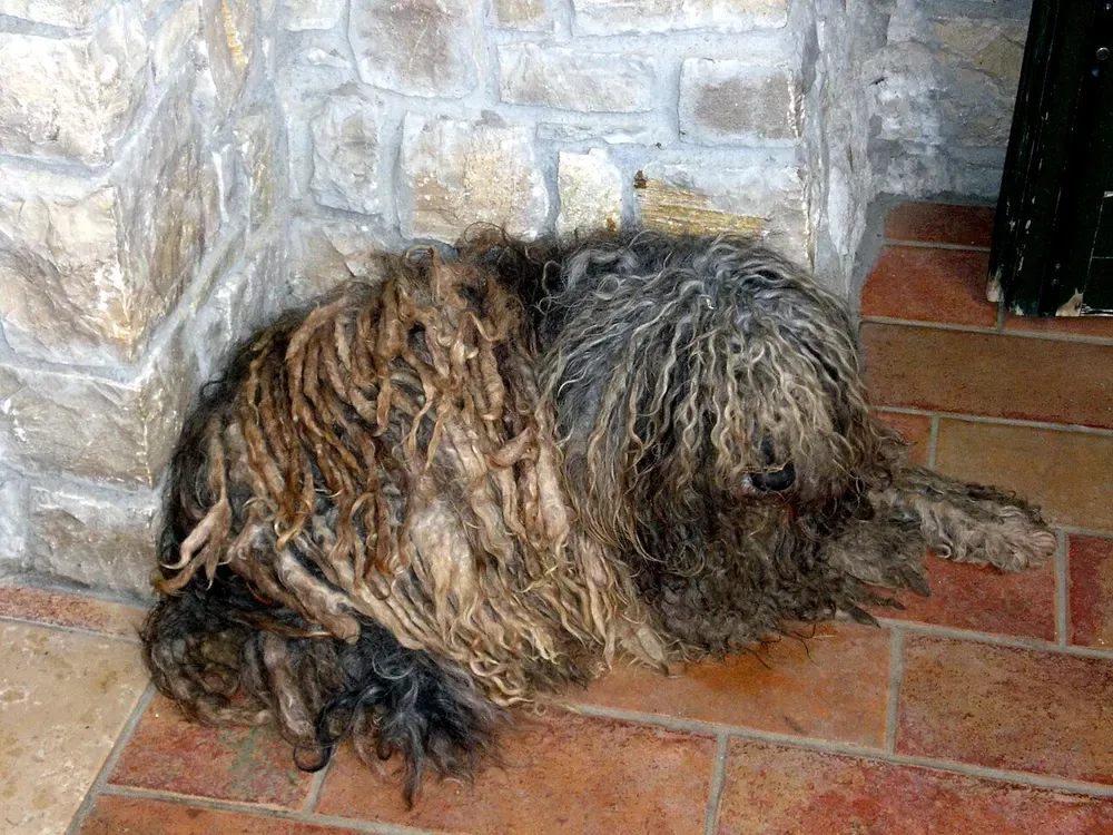 Pastor bergamasco: foto 5