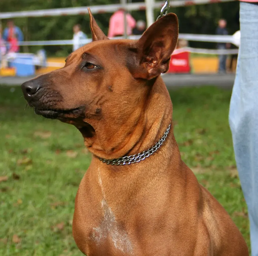 Thai ridgeback: foto 5