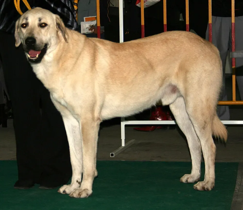 Kangal (pastor de Anatolia): foto 5