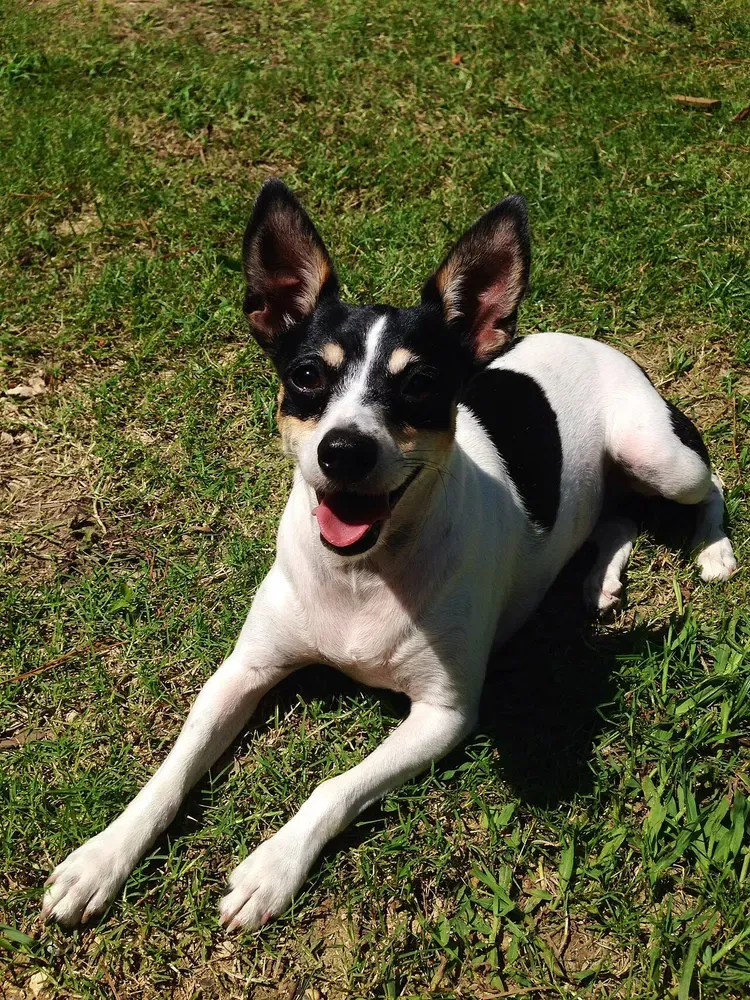 Rat Terrier Americano: foto 5