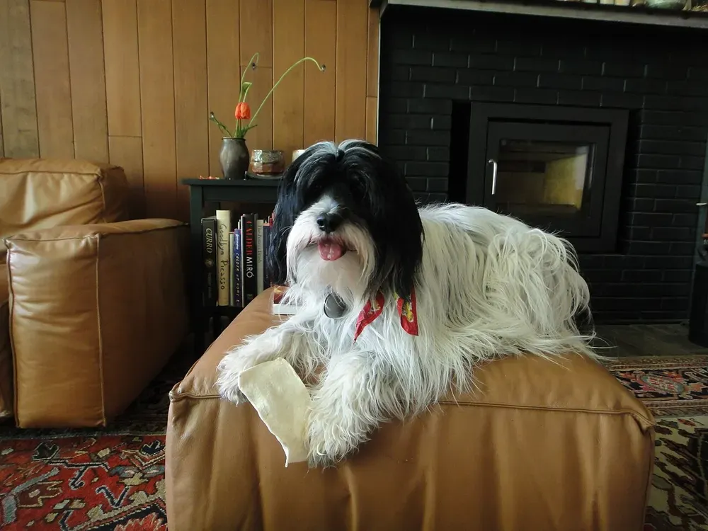 Terrier tibetano: foto 5