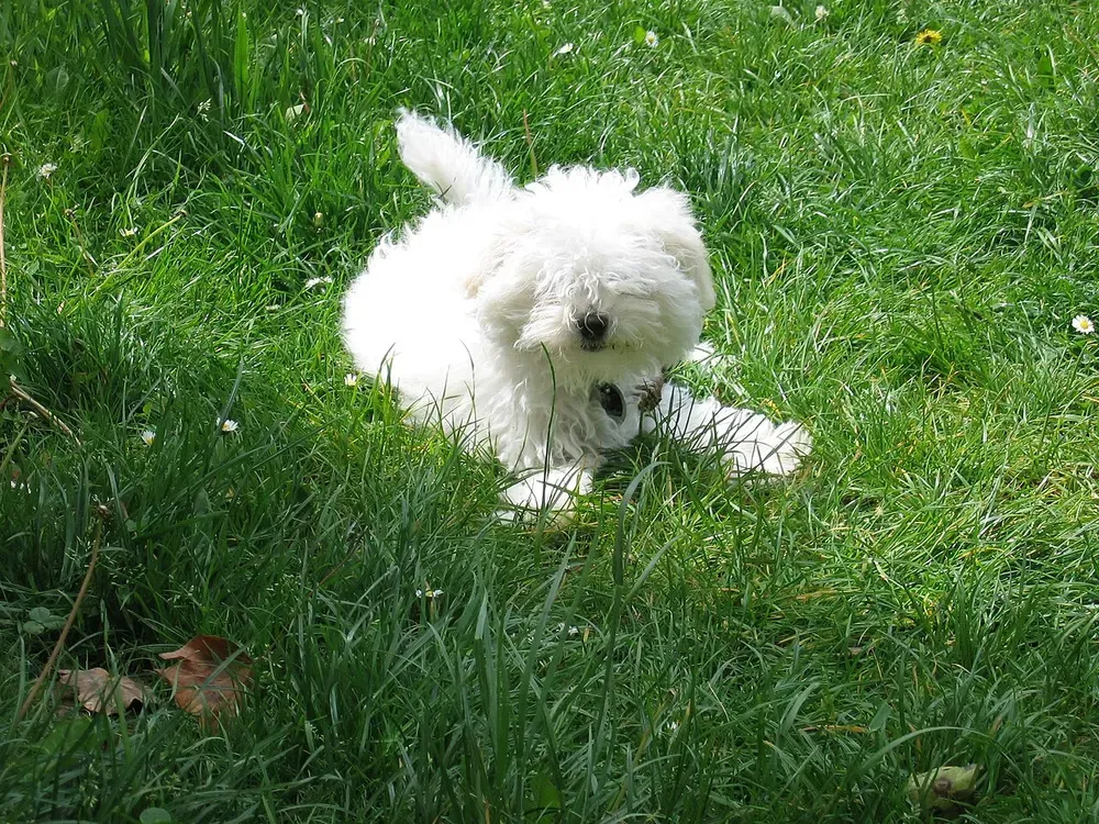 Bichón boloñés: foto 5