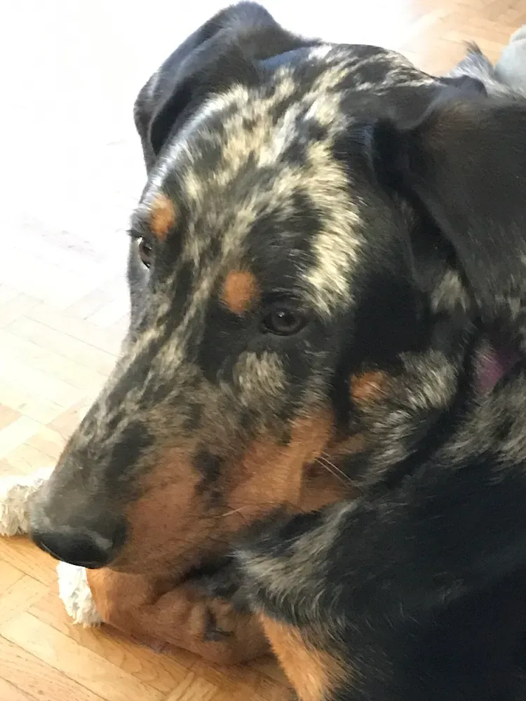 Pastor de Beauce (Beauceron): foto 5