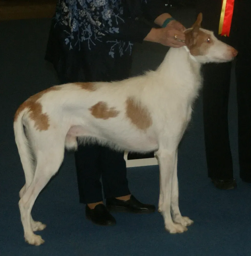 Podenco ibicenco: foto 5
