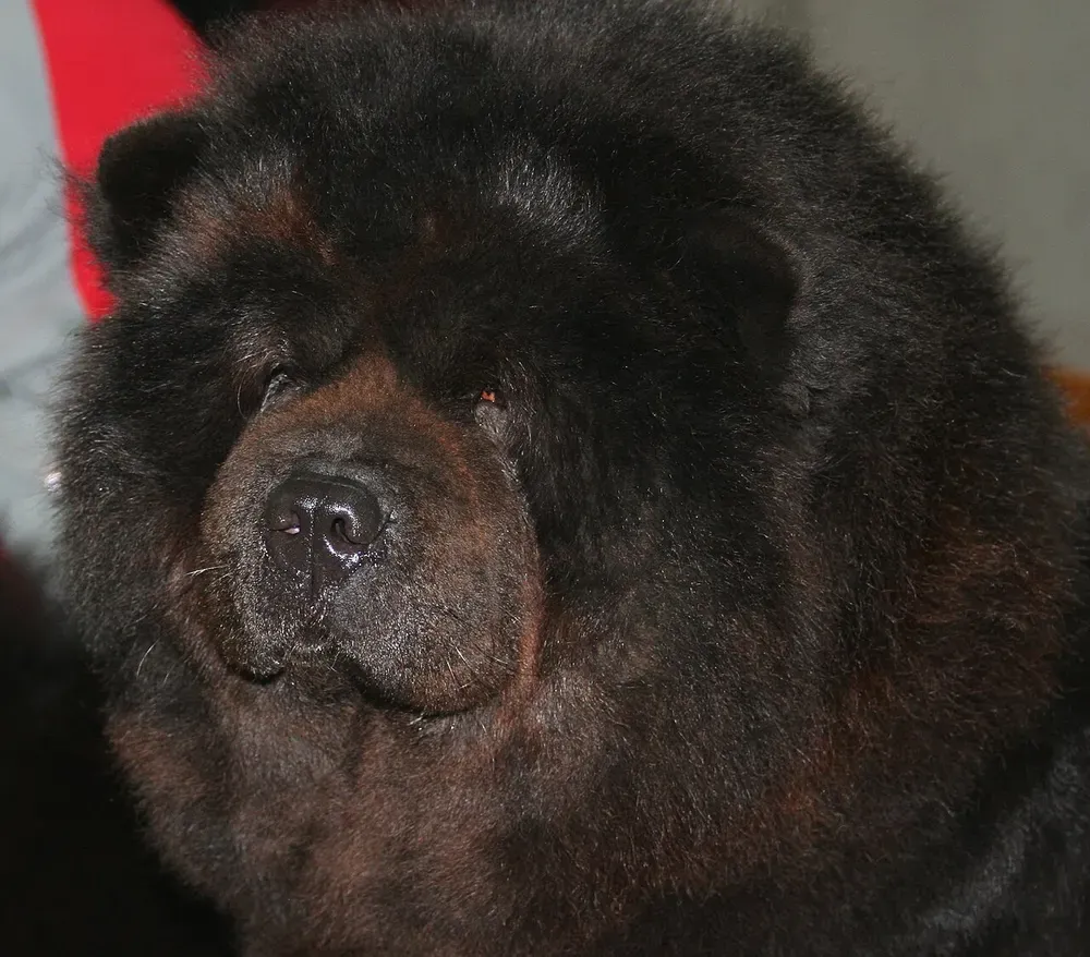 Chow chow: foto 5