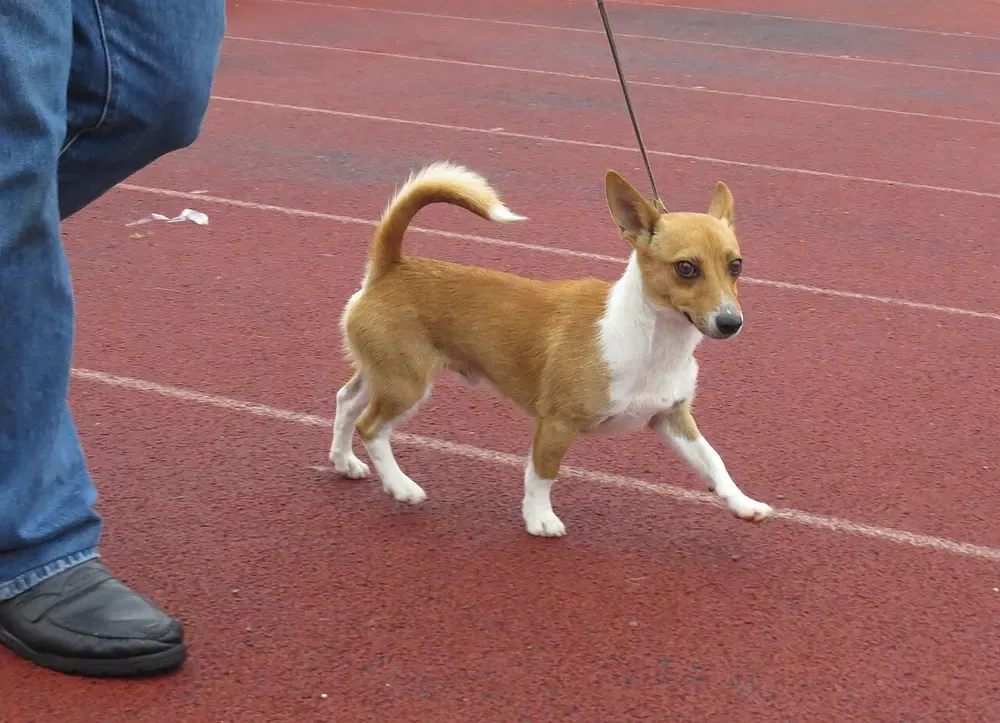 Podenco portugués: foto 5