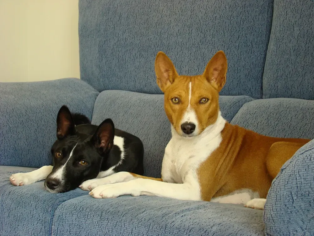 Basenji: foto 5