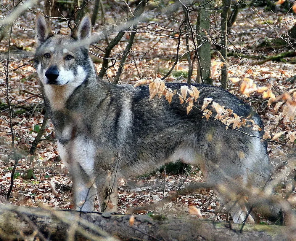 Perro lobo de Saarloos: foto 5