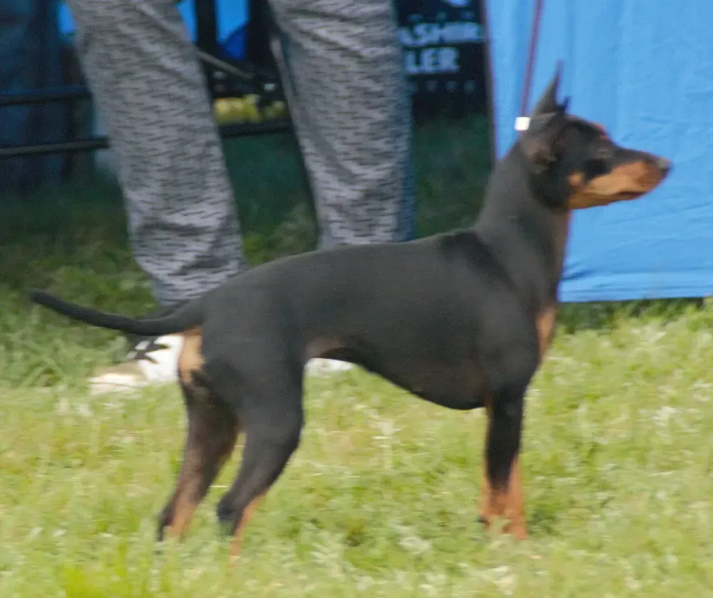 Toy terrier inglés: foto 5