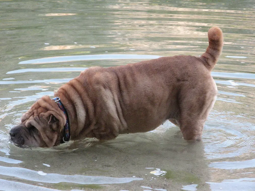 Shar pei: foto 5