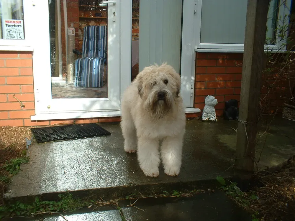 Terrier irlandés de pelo suave (Wheaten): foto 5
