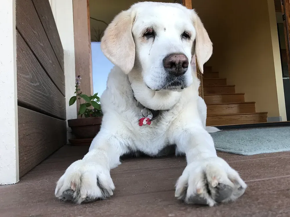 Labrador retriever: foto 5