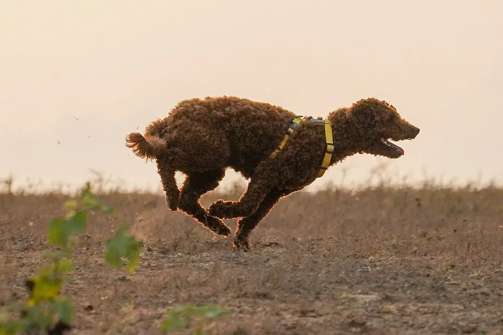 Caniche: foto 5