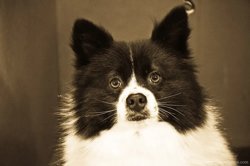 Spitz alemán (incl. Pomerania): foto 5