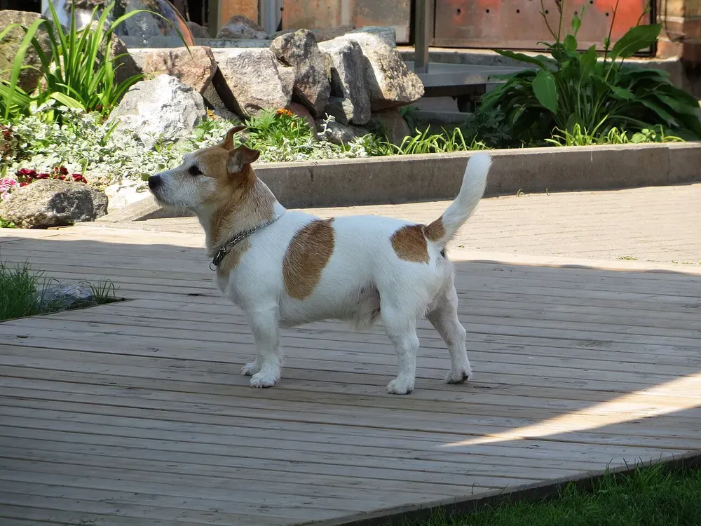 Jack Russell terrier: foto 5