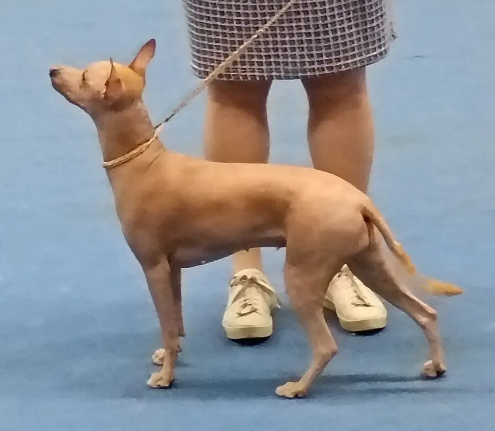 Xoloitzcuintle (perro sin pelo mexicano): foto 5