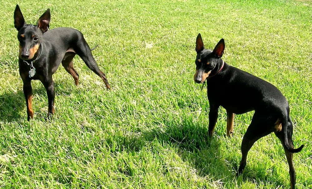 Manchester terrier: foto 5