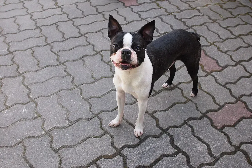 Boston terrier: foto 5