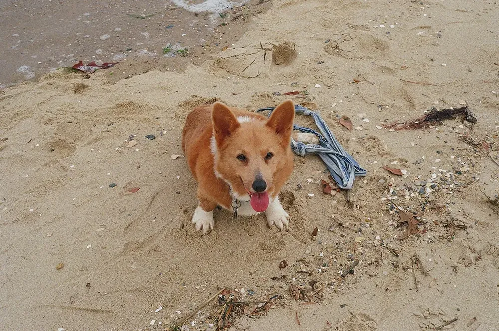 Corgi galés Pembroke: foto 5