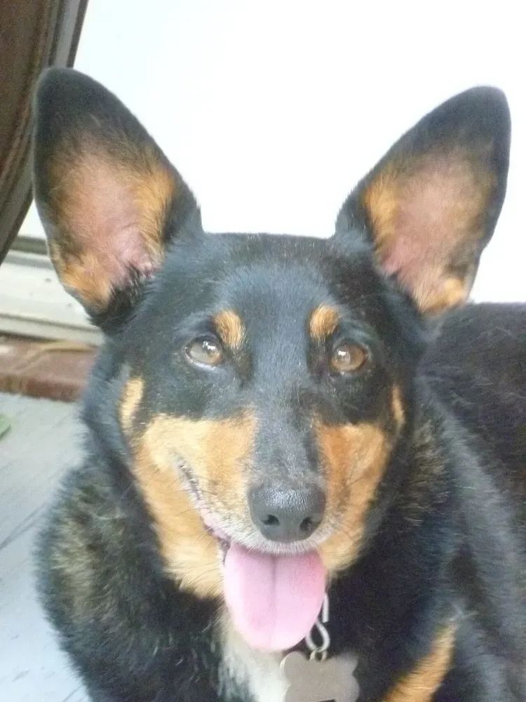 Lancashire heeler: foto 5