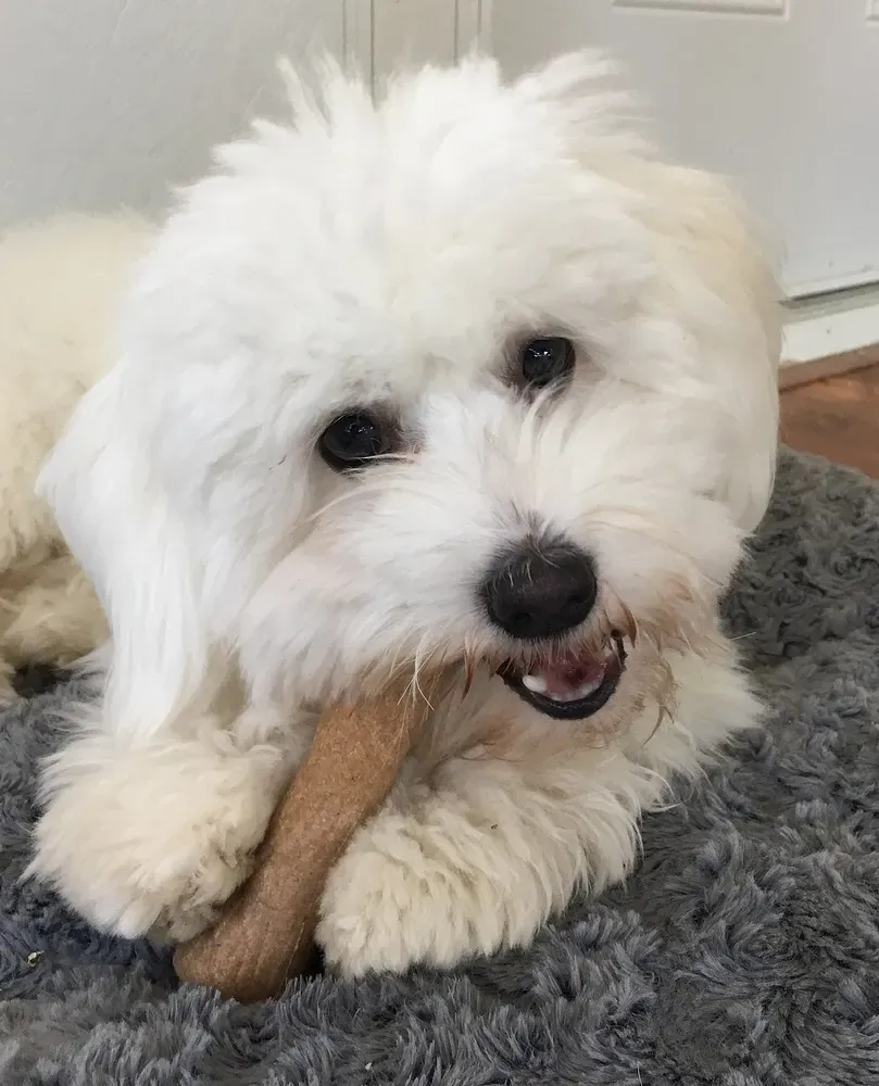 Coton de Tulear: foto 5