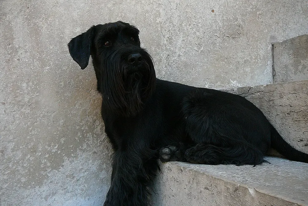 Schnauzer mediano: foto 5