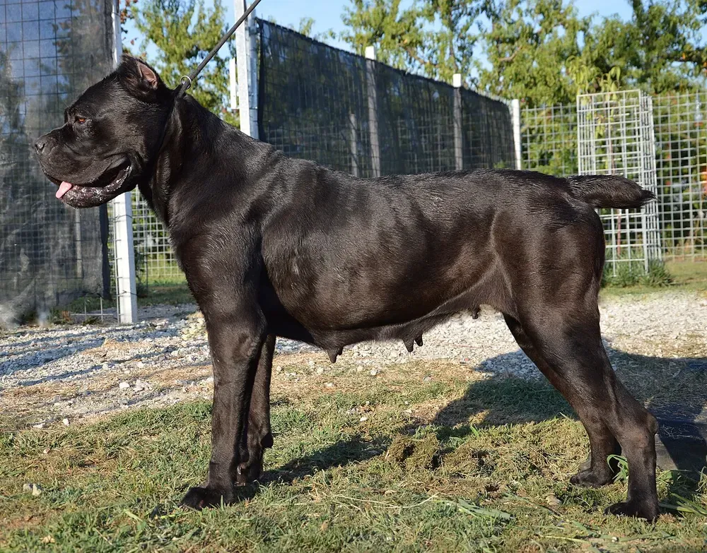 Cane corso: foto 5